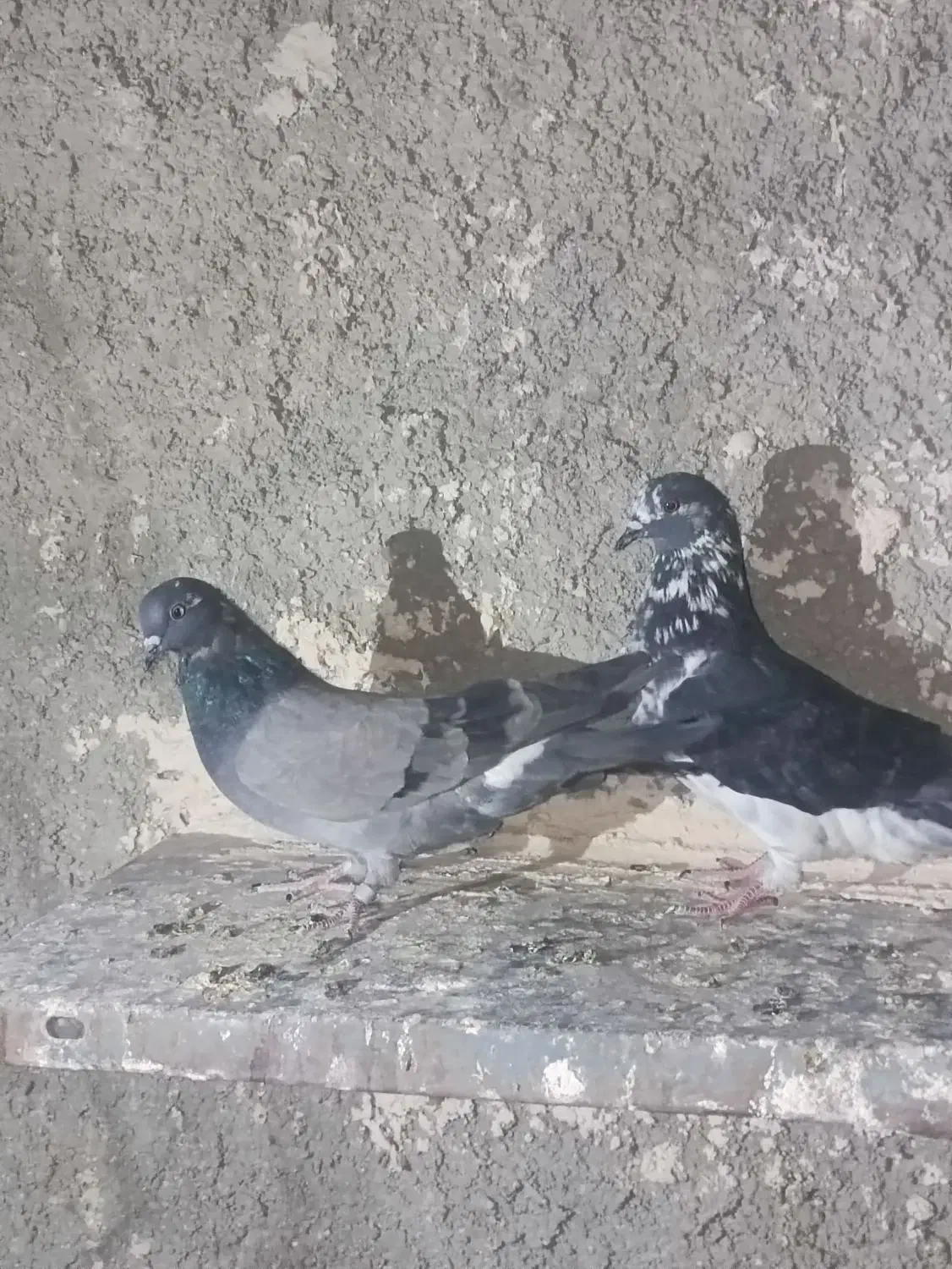 کبوتر سرور|پرنده|ایرانشهر, |دیوار