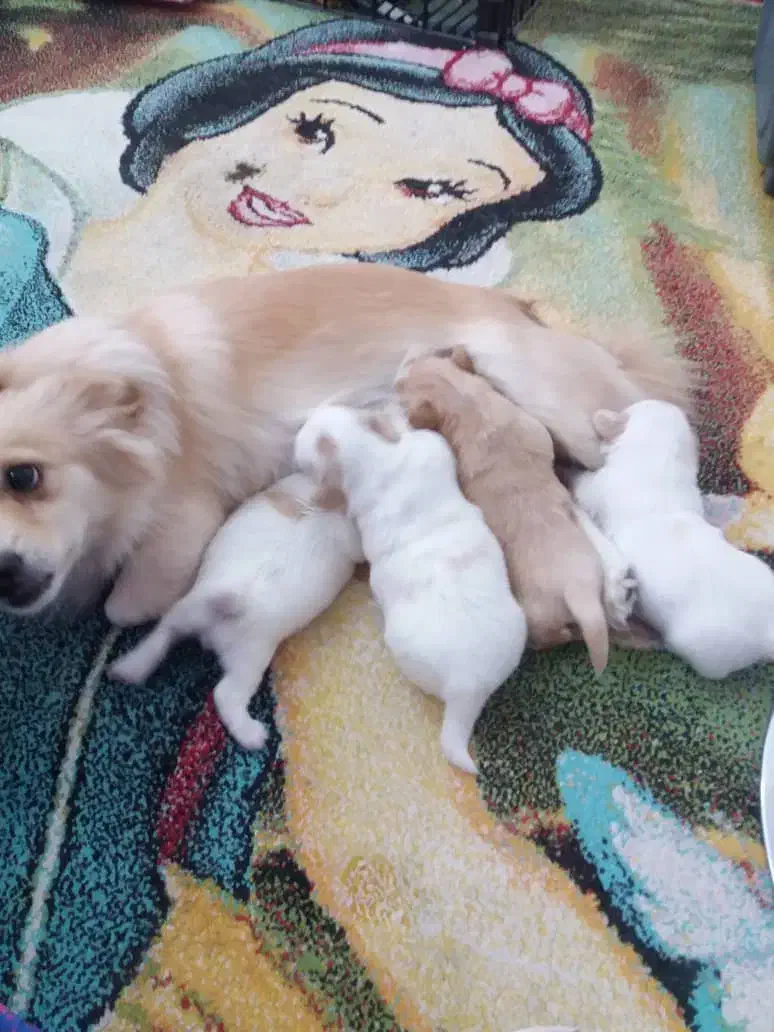 فروش سگ خانگی|سگ|بندر دیر, |دیوار