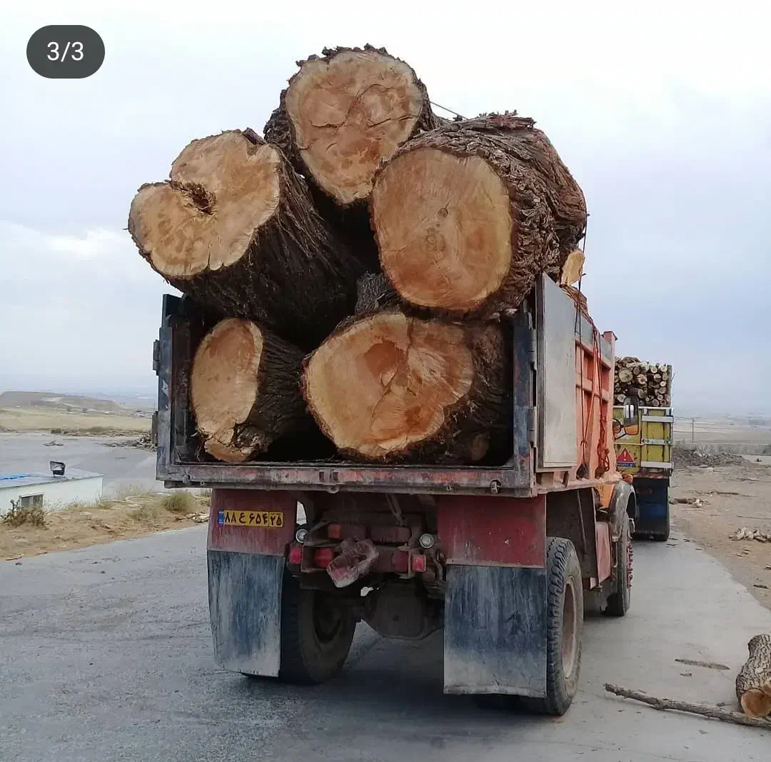 خرید انواع درخت به قیمت مناسب|خدمات باغبانی و درختکاری|سراب, |دیوار