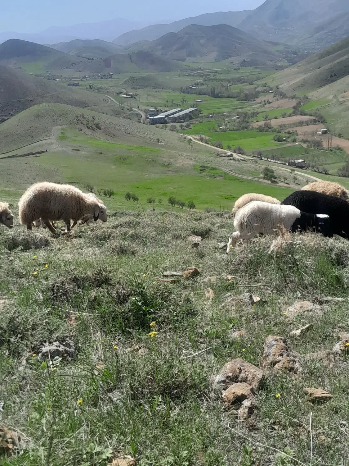 برهسنجابی|حیوانات مزرعه|سنندج, |دیوار