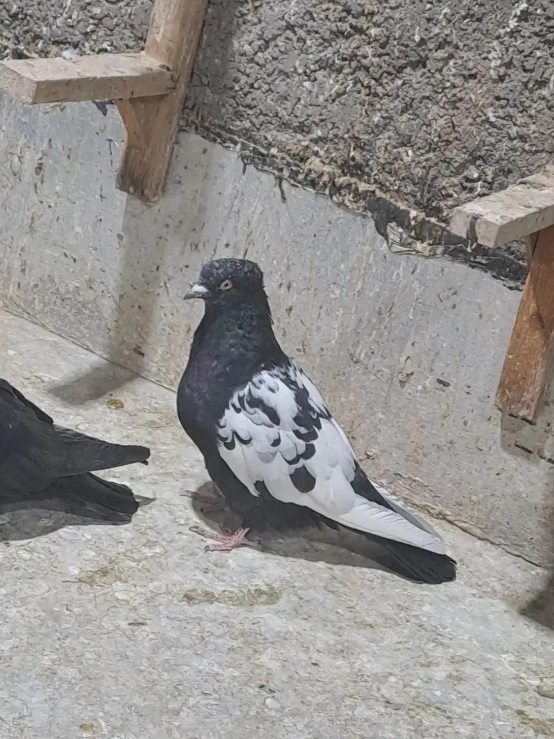 کفتر سینه پلاکی|پرنده|زرقان, |دیوار