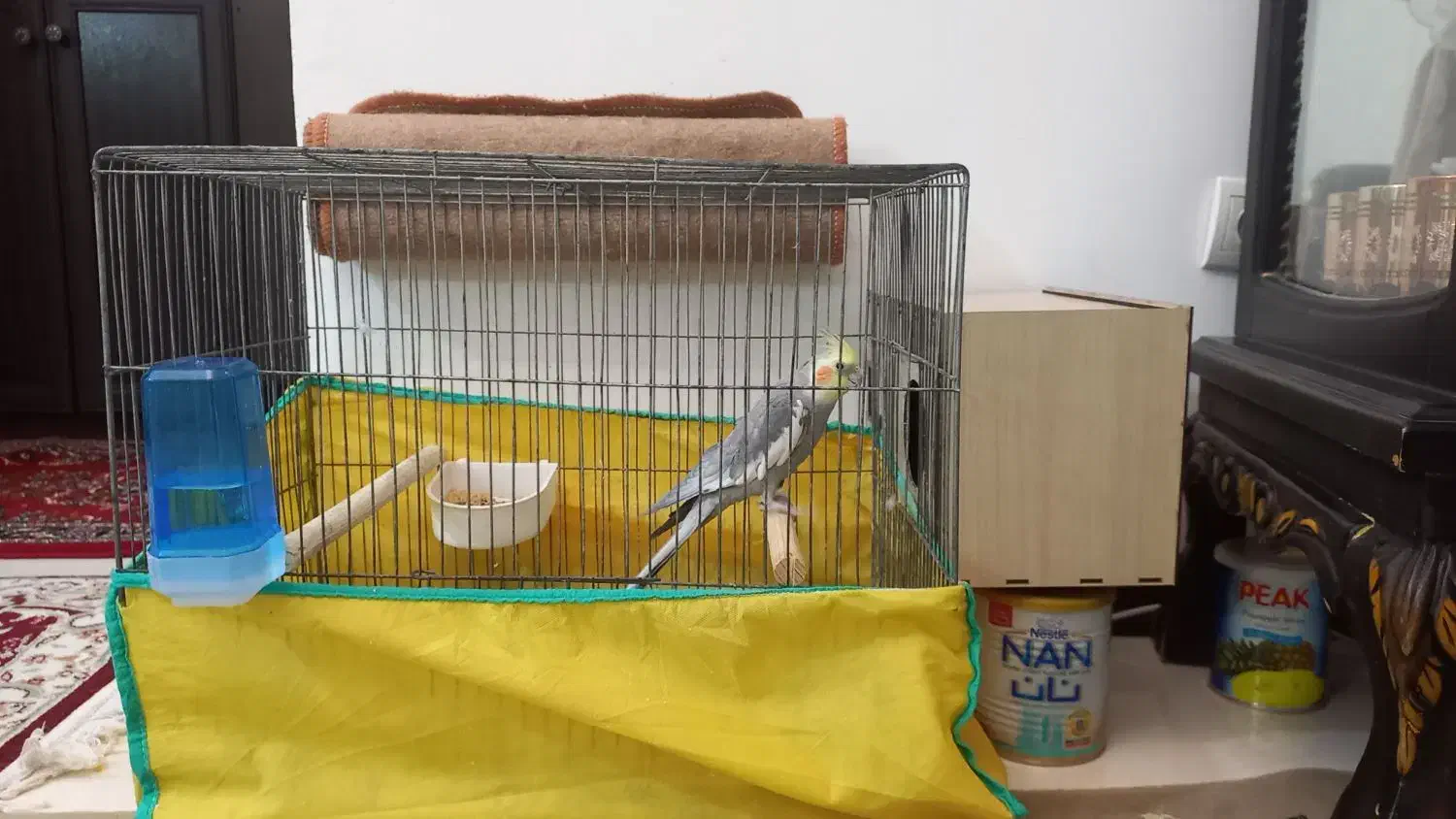 عروس هلندی|پرنده|زرندیه, |دیوار