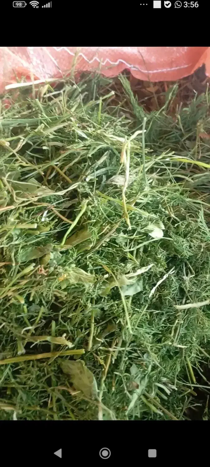 فروش شوید|خوردنی و آشامیدنی|جنت, |دیوار