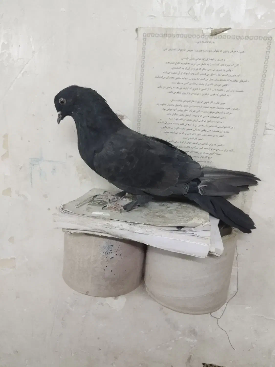 کبوترصداکن،شکاربیابان|پرنده|خمینیشهر, |دیوار