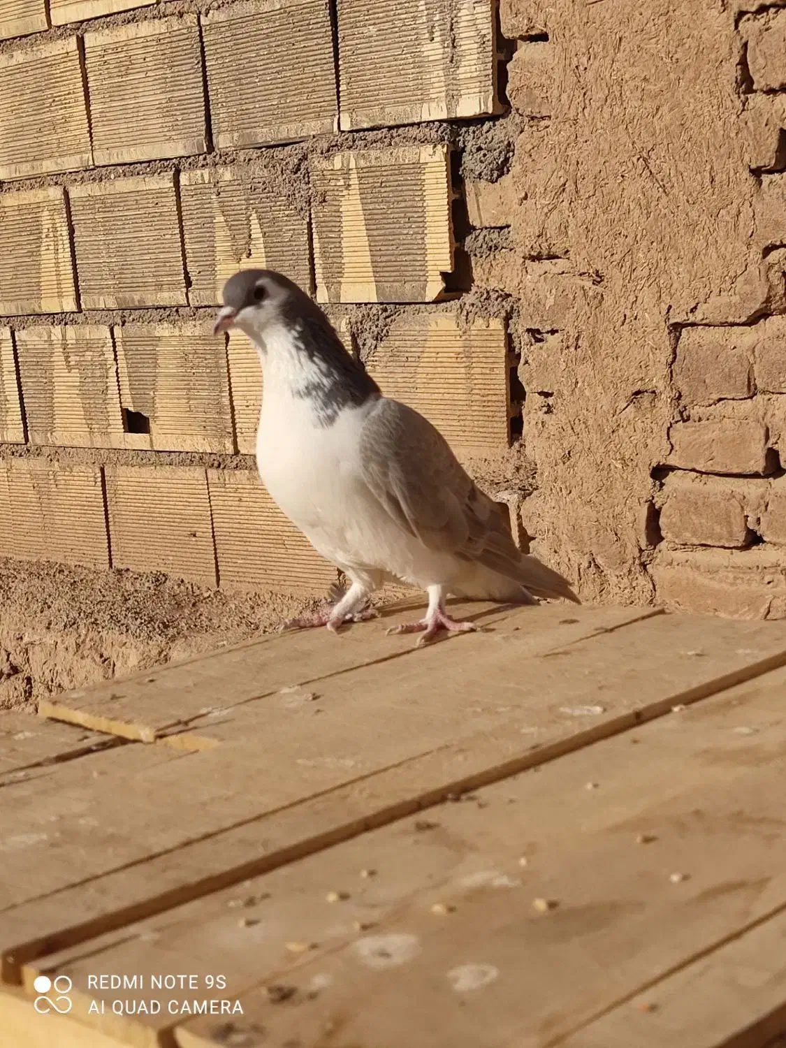 ساده|پرنده|شاهرود, |دیوار