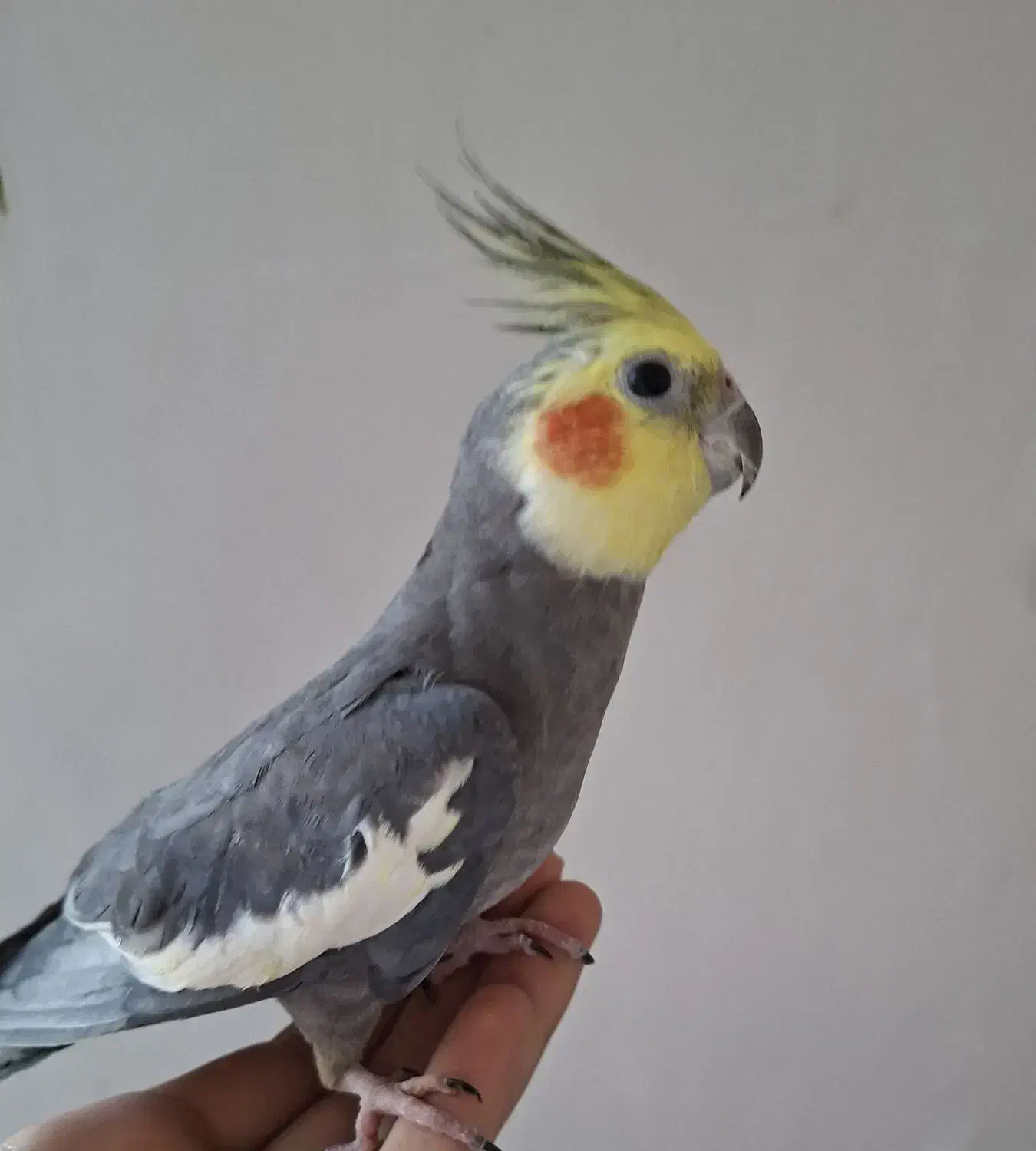 ۸ عدد عروس هلندی|پرنده|یزد, |دیوار