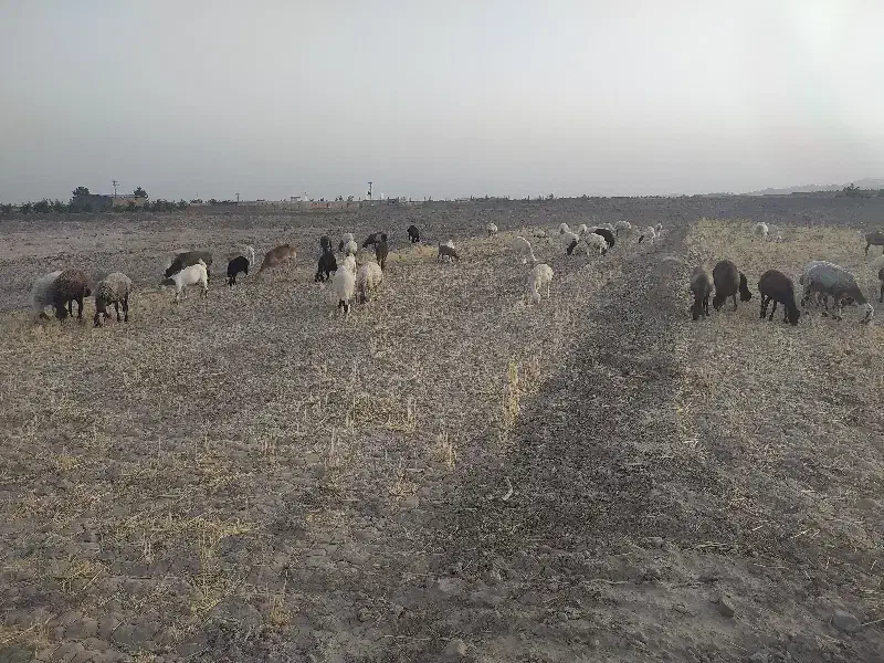 بره ماده و میش|حیوانات مزرعه|خوسف, |دیوار