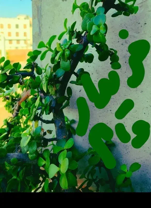 گل طبیعی عکس هارا ببینید|گل و گیاه طبیعی|تربت‌حیدریه, کوه سنگی|دیوار