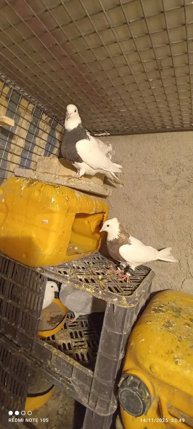 دوتا طوقی ماده پاک|پرنده|چناران, |دیوار