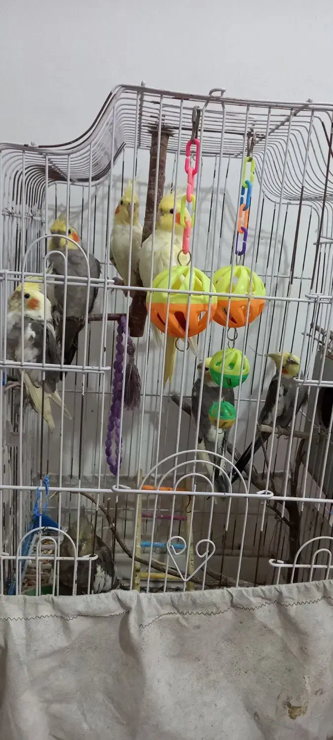 عروس هلندی|پرنده|نوشهر, |دیوار