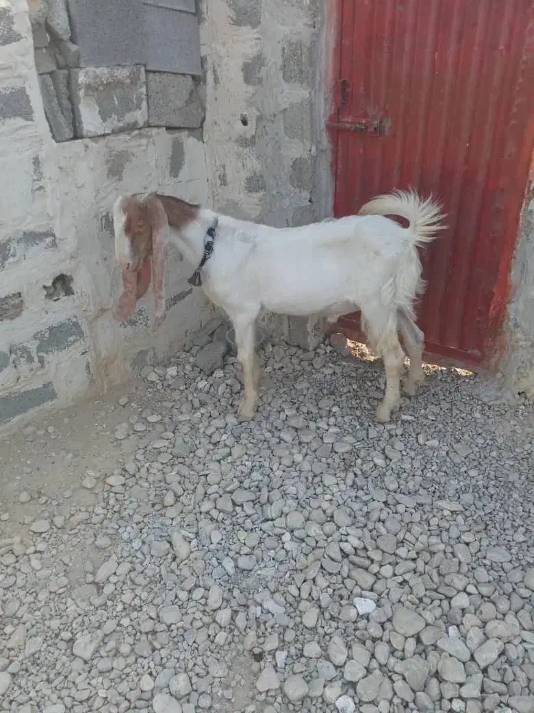 بز..|حیوانات مزرعه|ریگ, |دیوار