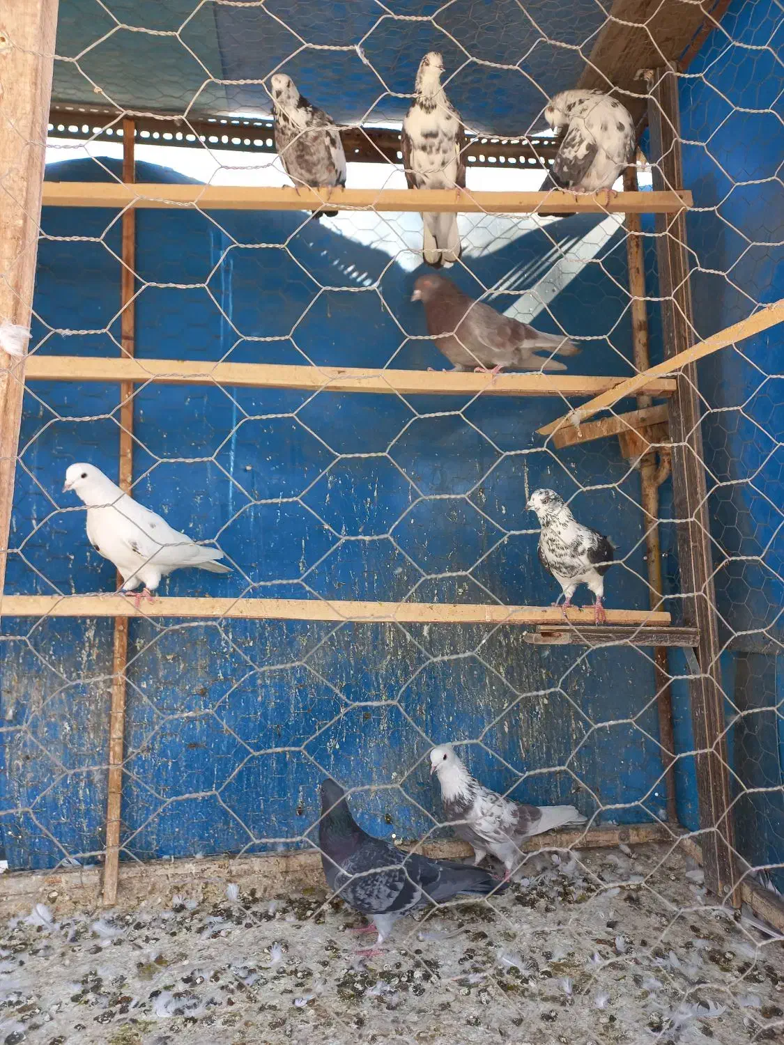 کفتر پرشی|پرنده|بهارستان, |دیوار