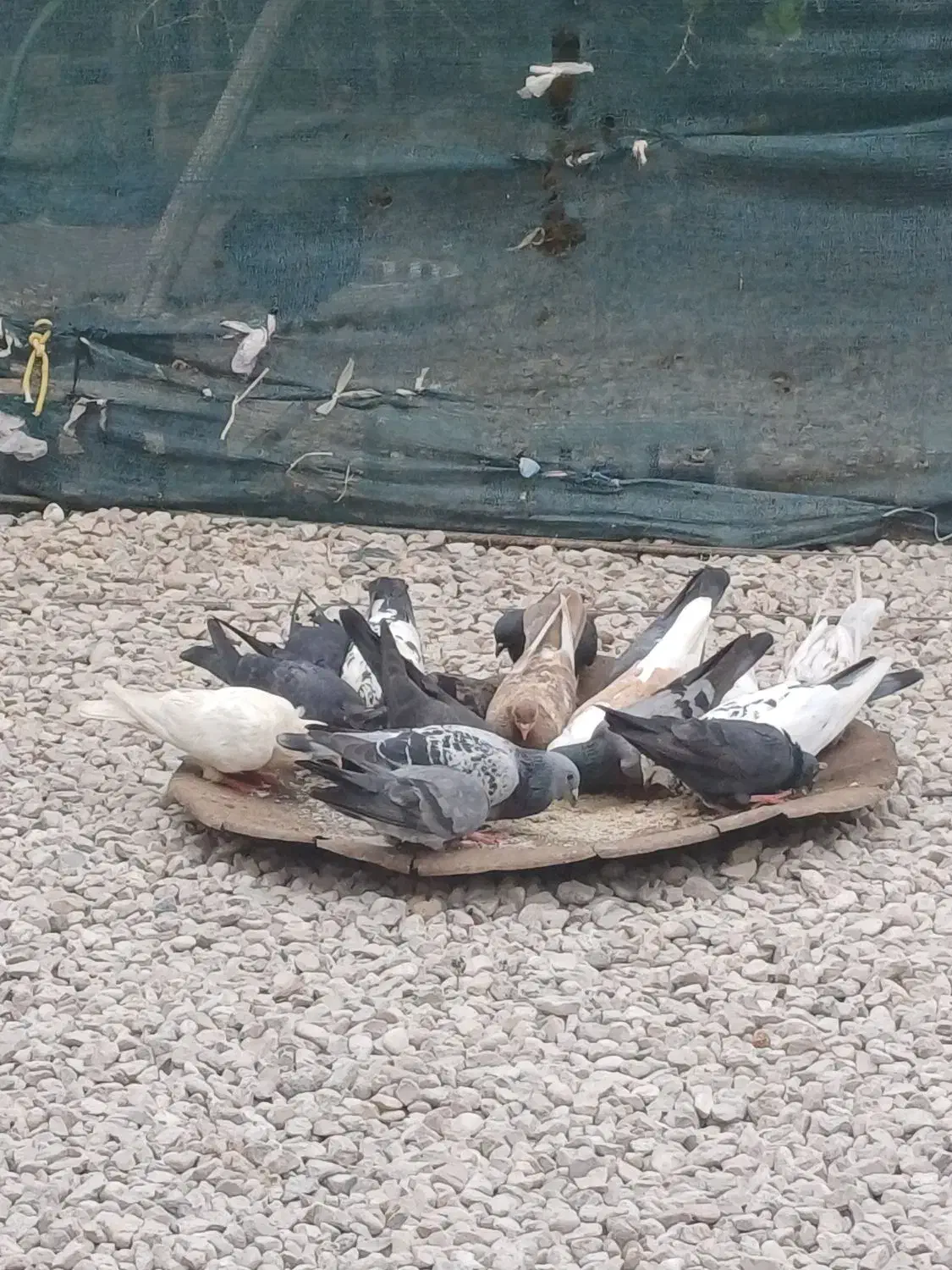 کبوتر همش روهم جفتی 300|پرنده|خورموج, |دیوار