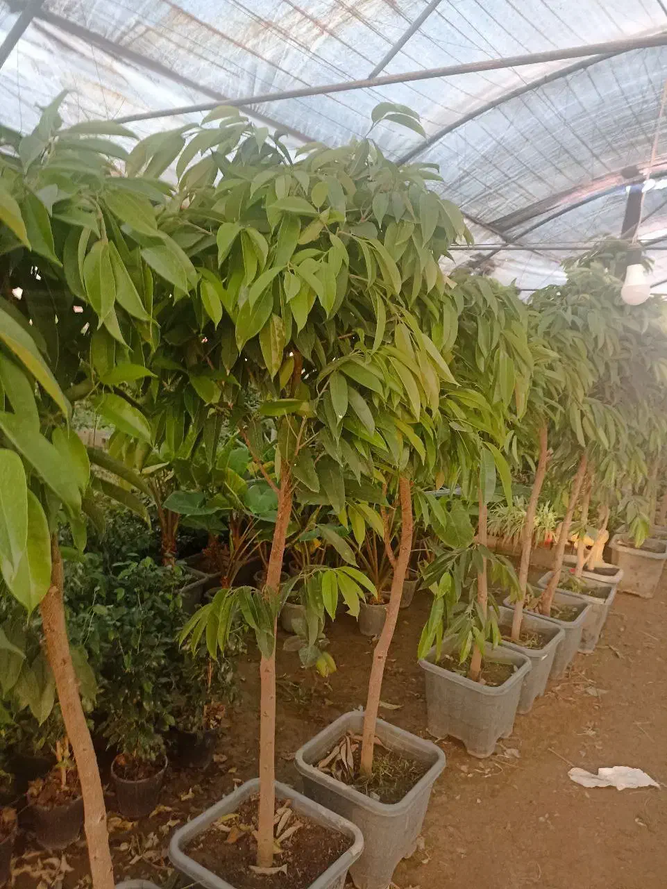 آمستل|گل و گیاه طبیعی|چهارباغ, |دیوار