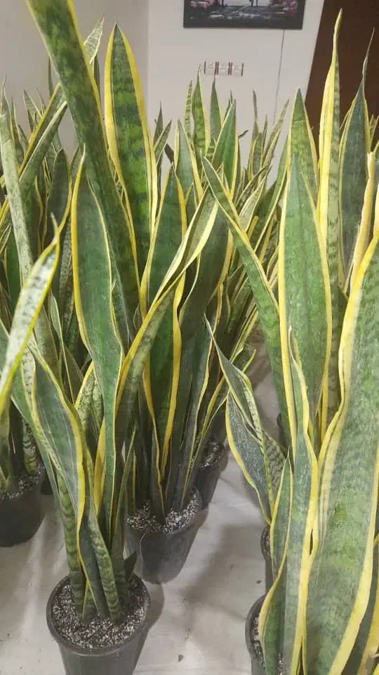 گیاه آپارتمانی سانسفریا|گل و گیاه طبیعی|اهواز, شریعتی جنوبی|دیوار