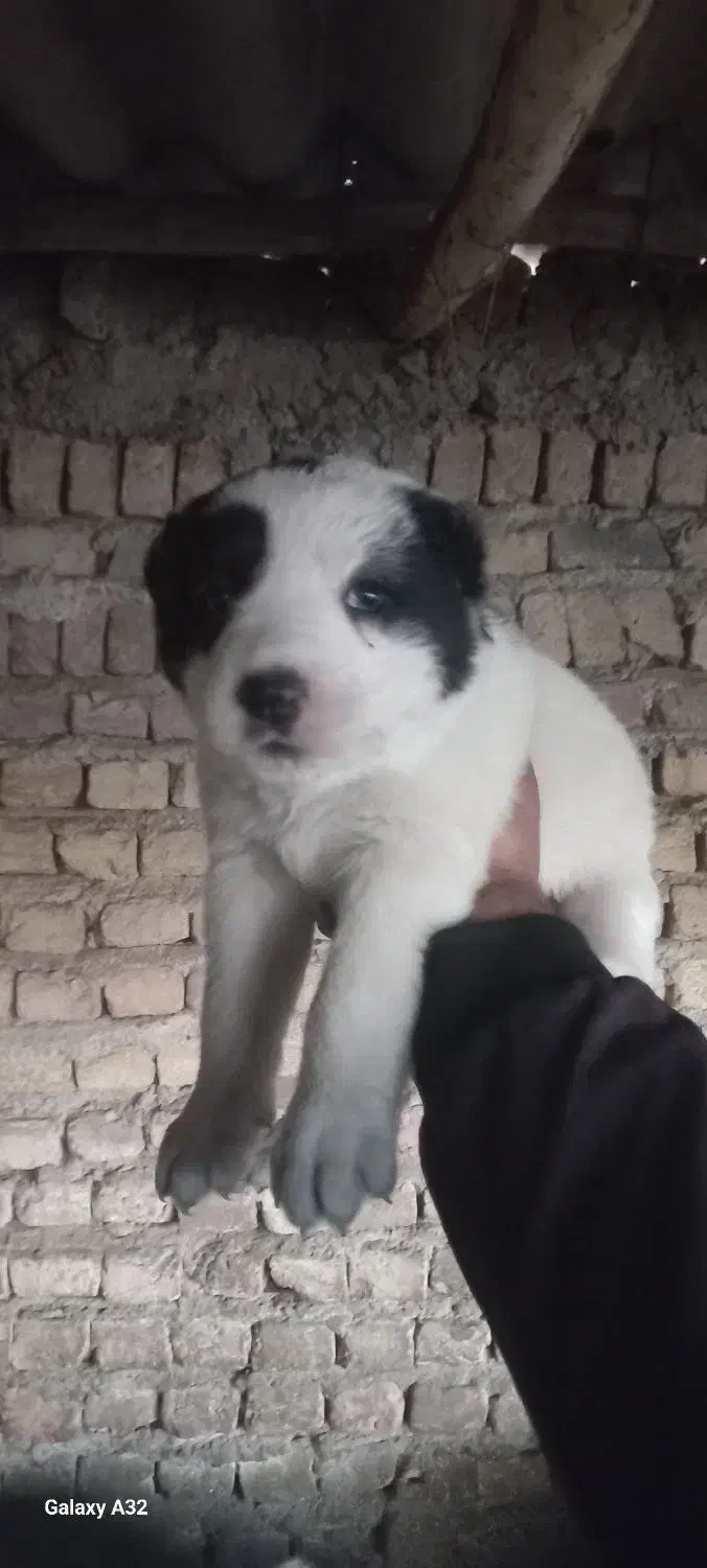 سگ الابای|سگ|گرگان, |دیوار