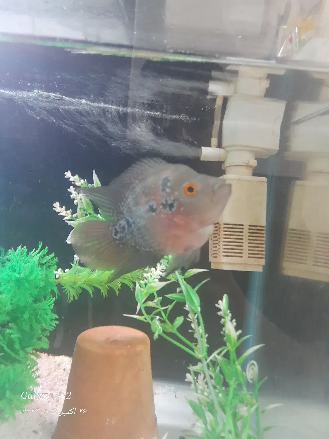 فلاور و گورخری|ماهی|بندرعباس, |دیوار