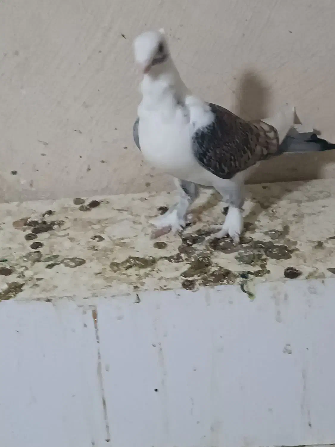 طاووسی|پرنده|مسجد سلیمان, |دیوار