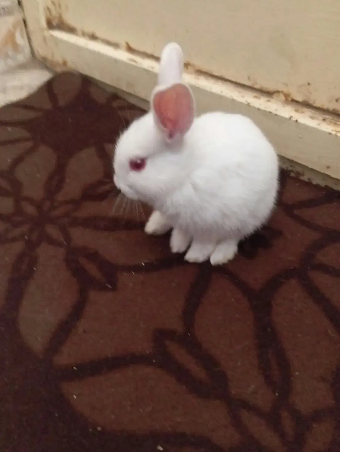 خرگوش گمشده|حیوانات|یاسوج, |دیوار