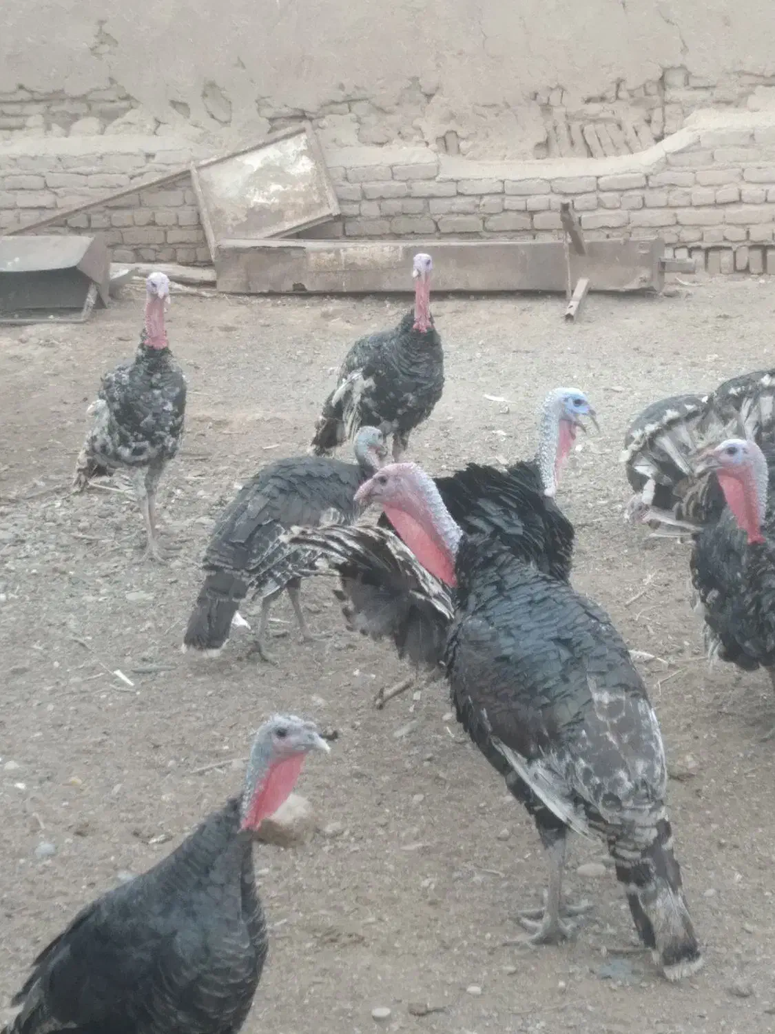 بوغلمون ۸ ماهه|حیوانات مزرعه|جوادآباد, |دیوار