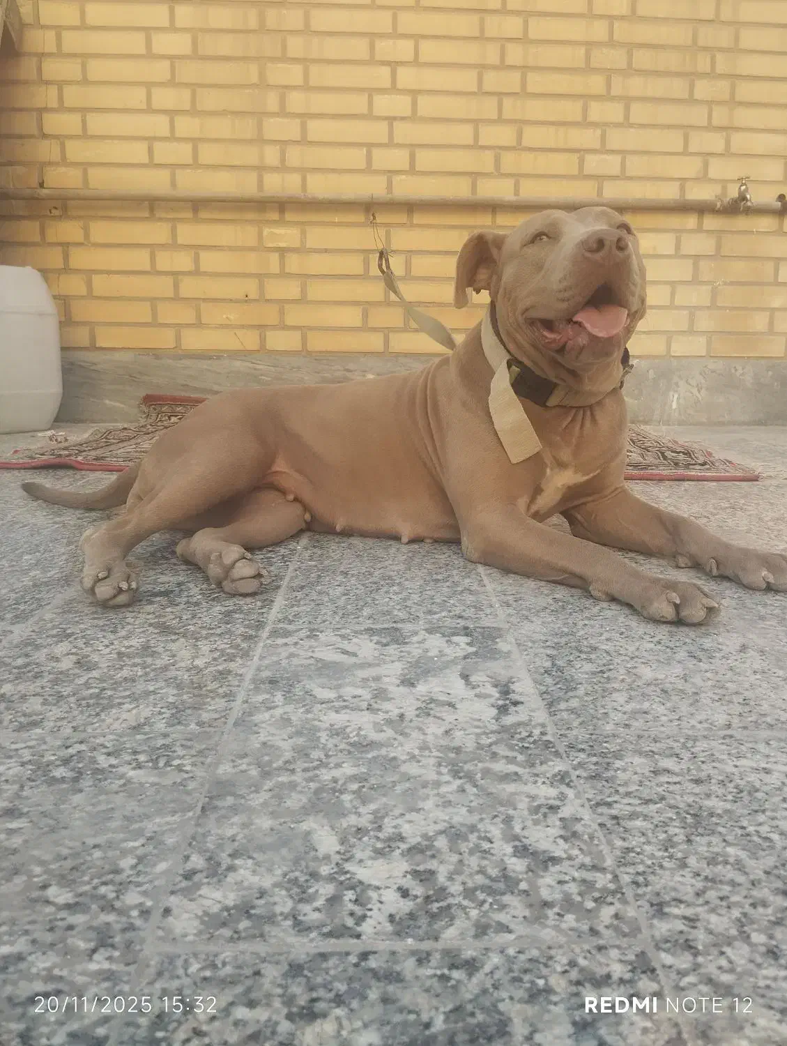 پیتبول|سگ|رامهرمز, |دیوار