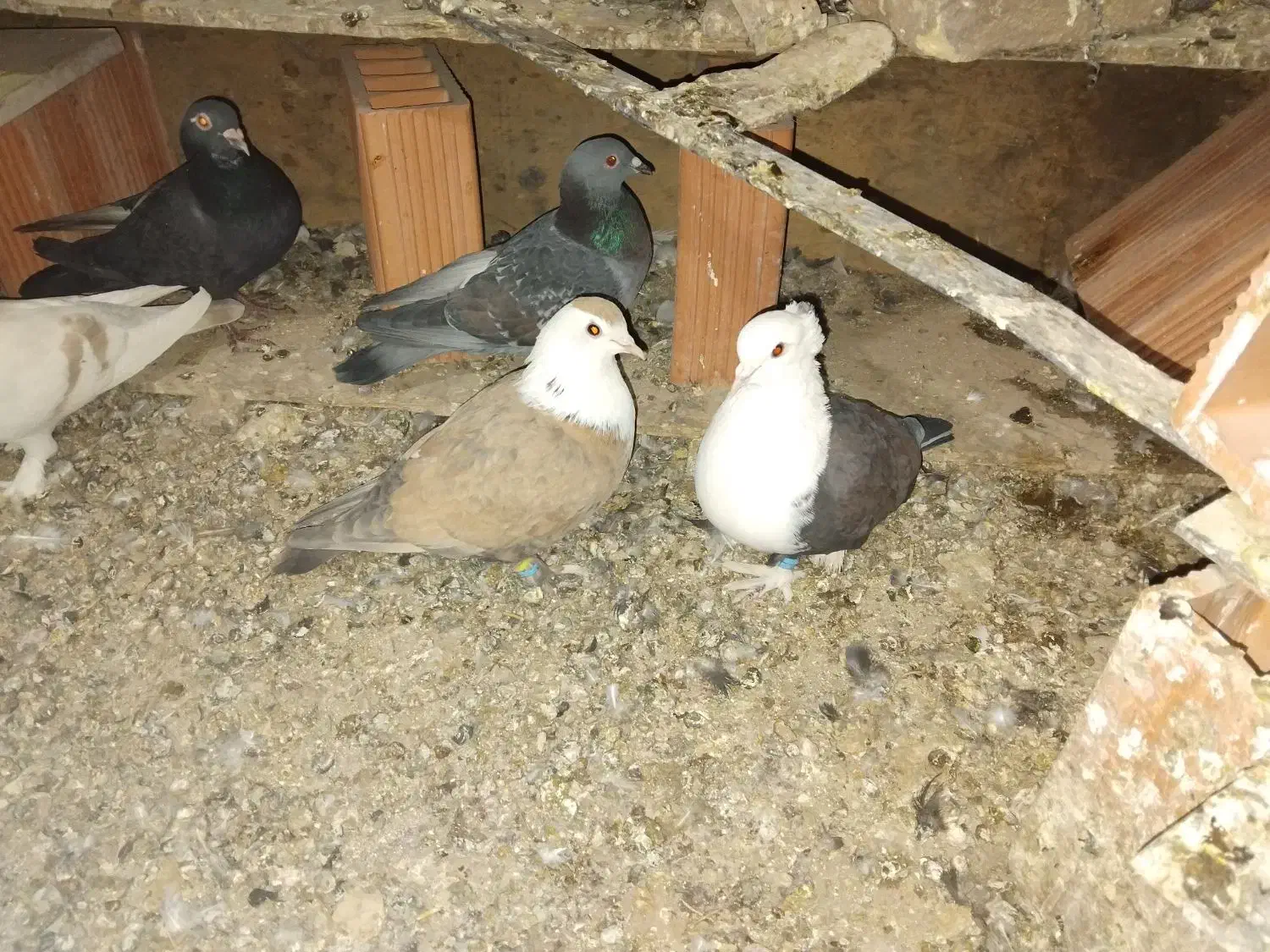 جفت کربلایی|پرنده|کرمان, |دیوار