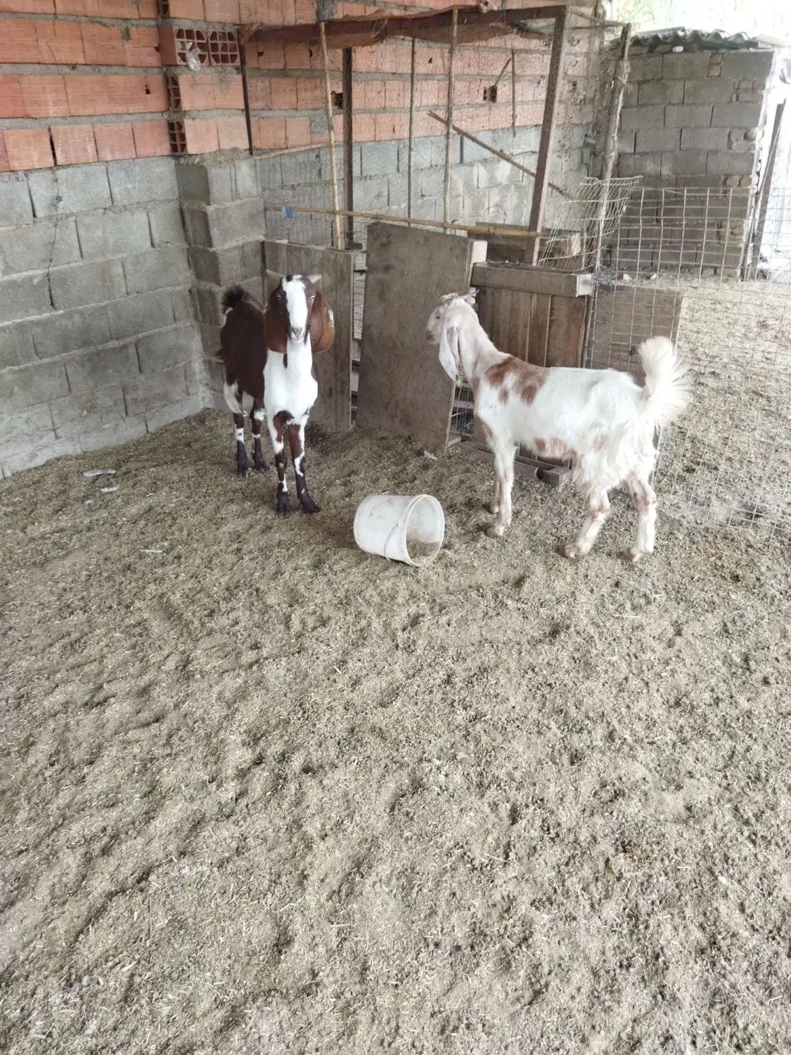 دو عدد بز پاکستانی|حیوانات مزرعه|آق قلا, |دیوار