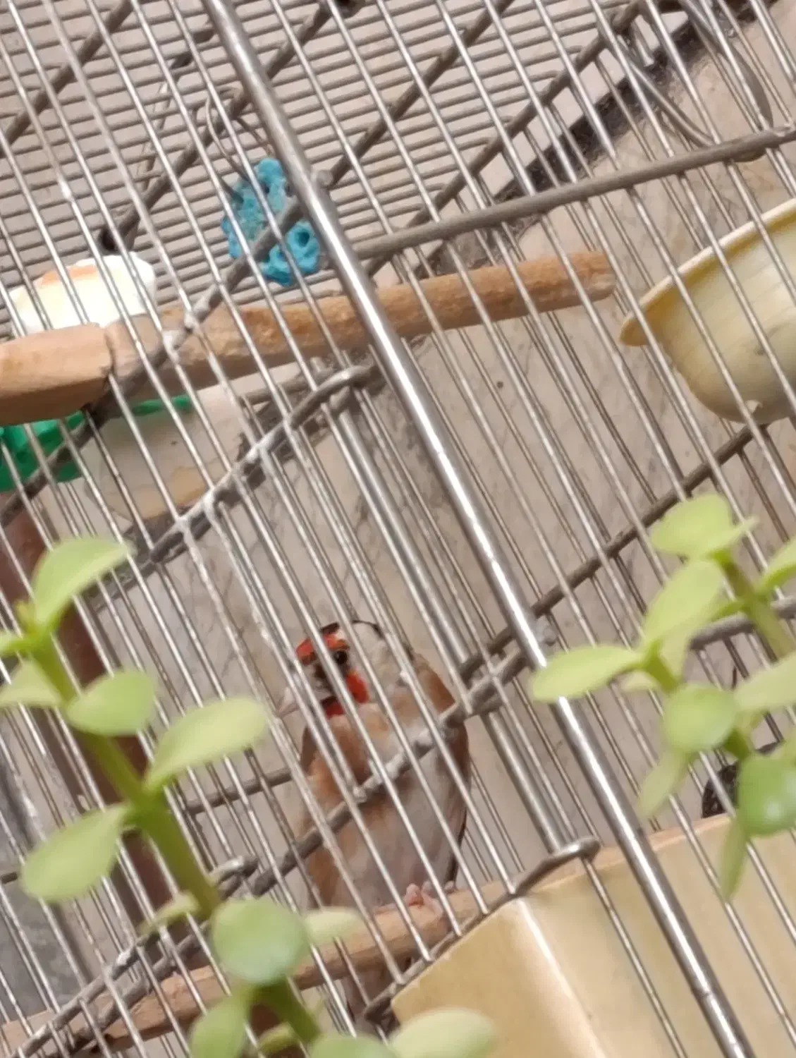 سهره نر|پرنده|قرچک, مهدیه|دیوار