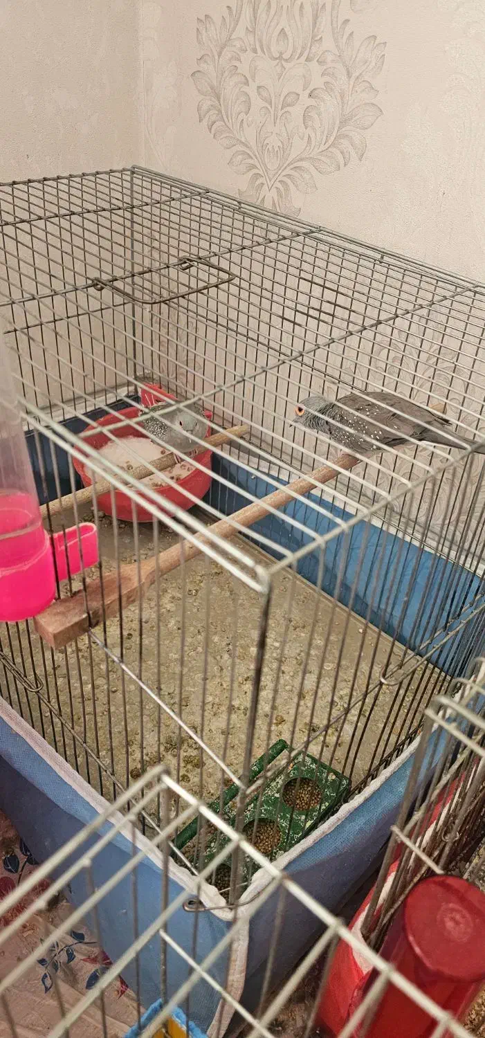 تعدادی پرنده|پرنده|شیراز, شهرک سراج|دیوار