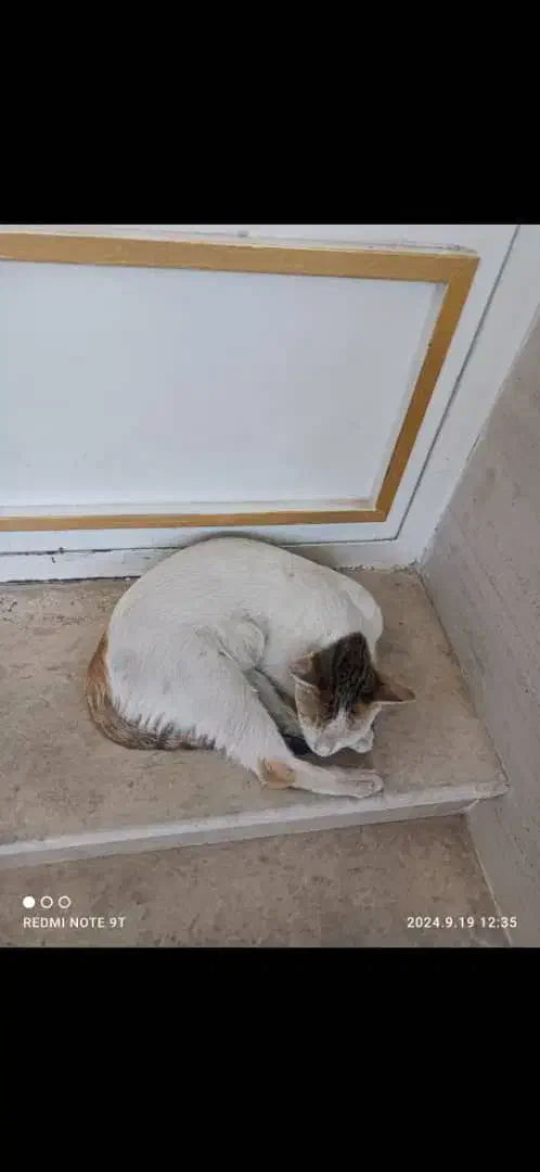 گربه گمشده  ۴ ملیون مژدگانی|حیوانات|دزفول, |دیوار