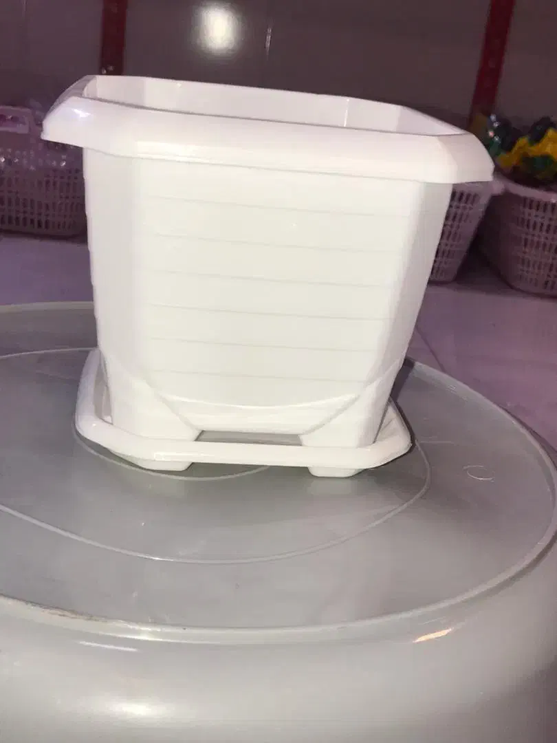 گلدان|گل و گیاه طبیعی|بندرعباس, |دیوار