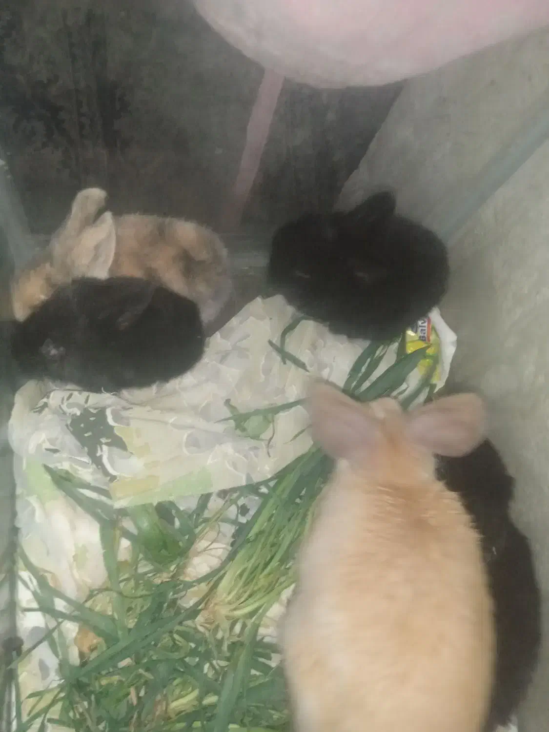 بچه خرگوش 14 روز لوپ هلندی اصل|موش و خرگوش|تربتحیدریه, حاجی یار|دیوار