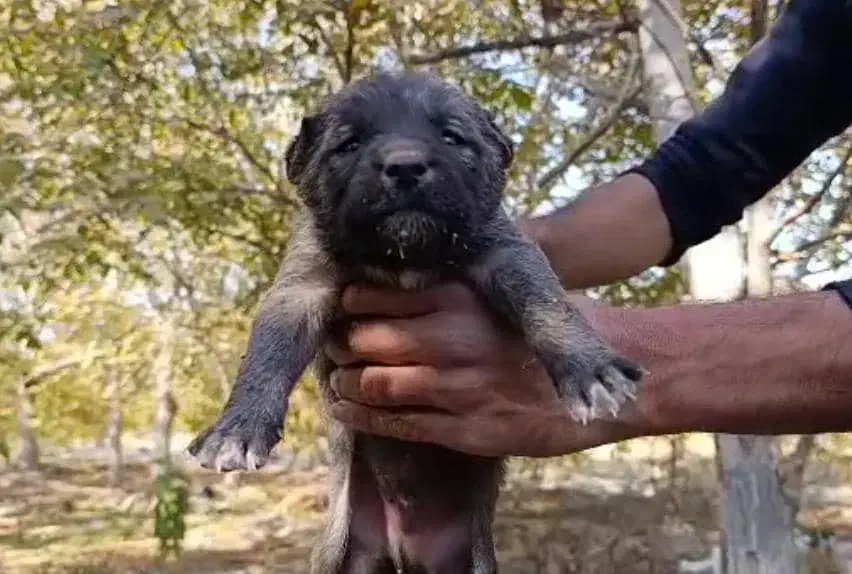 تو سگ سرابی شجره دار|سگ|رشت, منظریه|دیوار