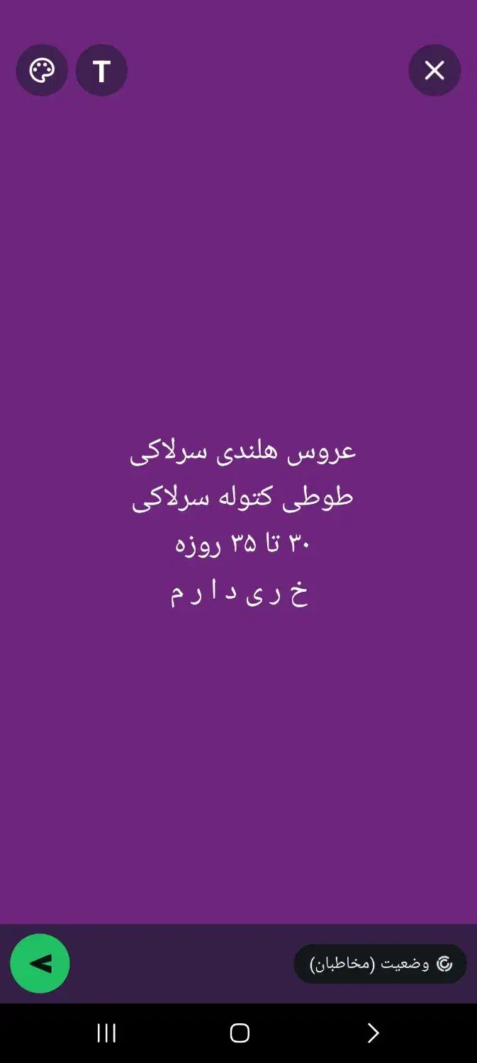 طوطی کتوله، عروس هلندی|پرنده|اهواز, امانیه|دیوار