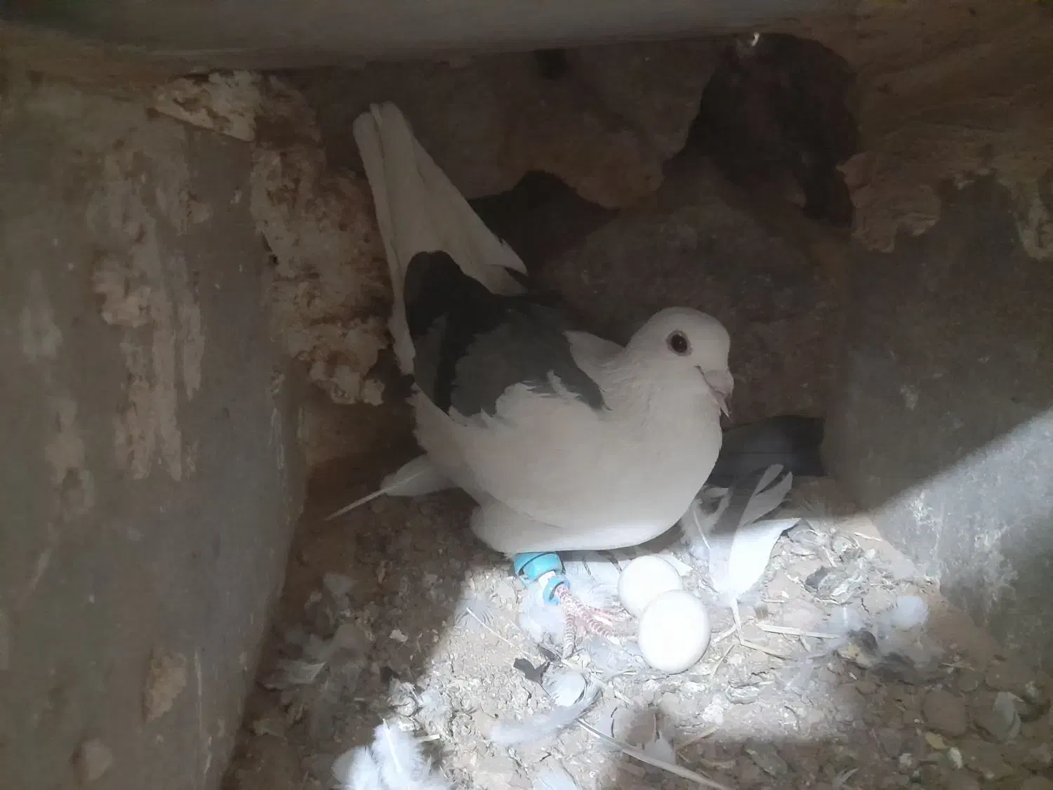 کبوتر|پرنده|خواف, |دیوار