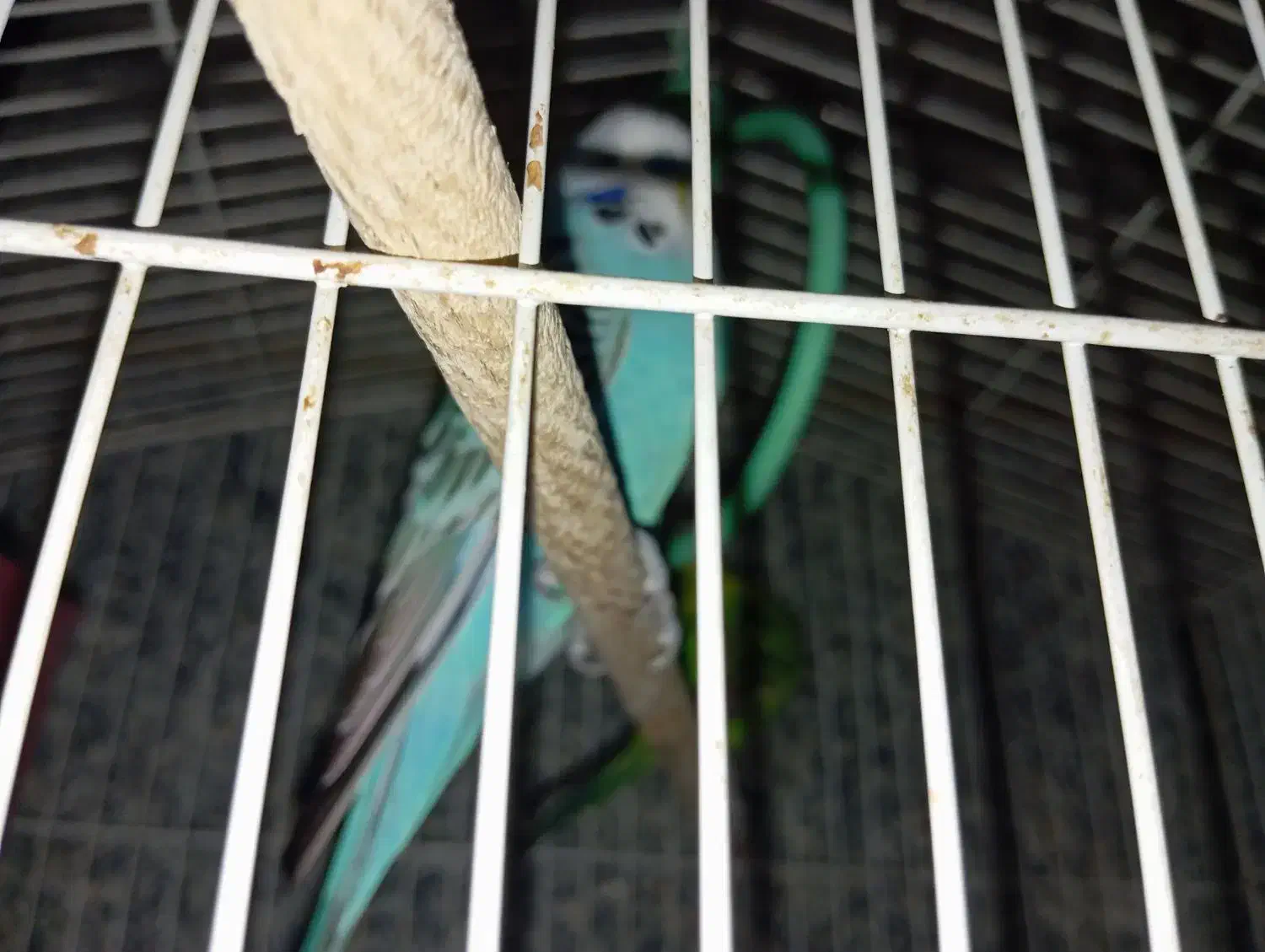 معاوضه مرغ عشق انگلیسی با مینا ماده|پرنده|تهران, بهمن یار|دیوار