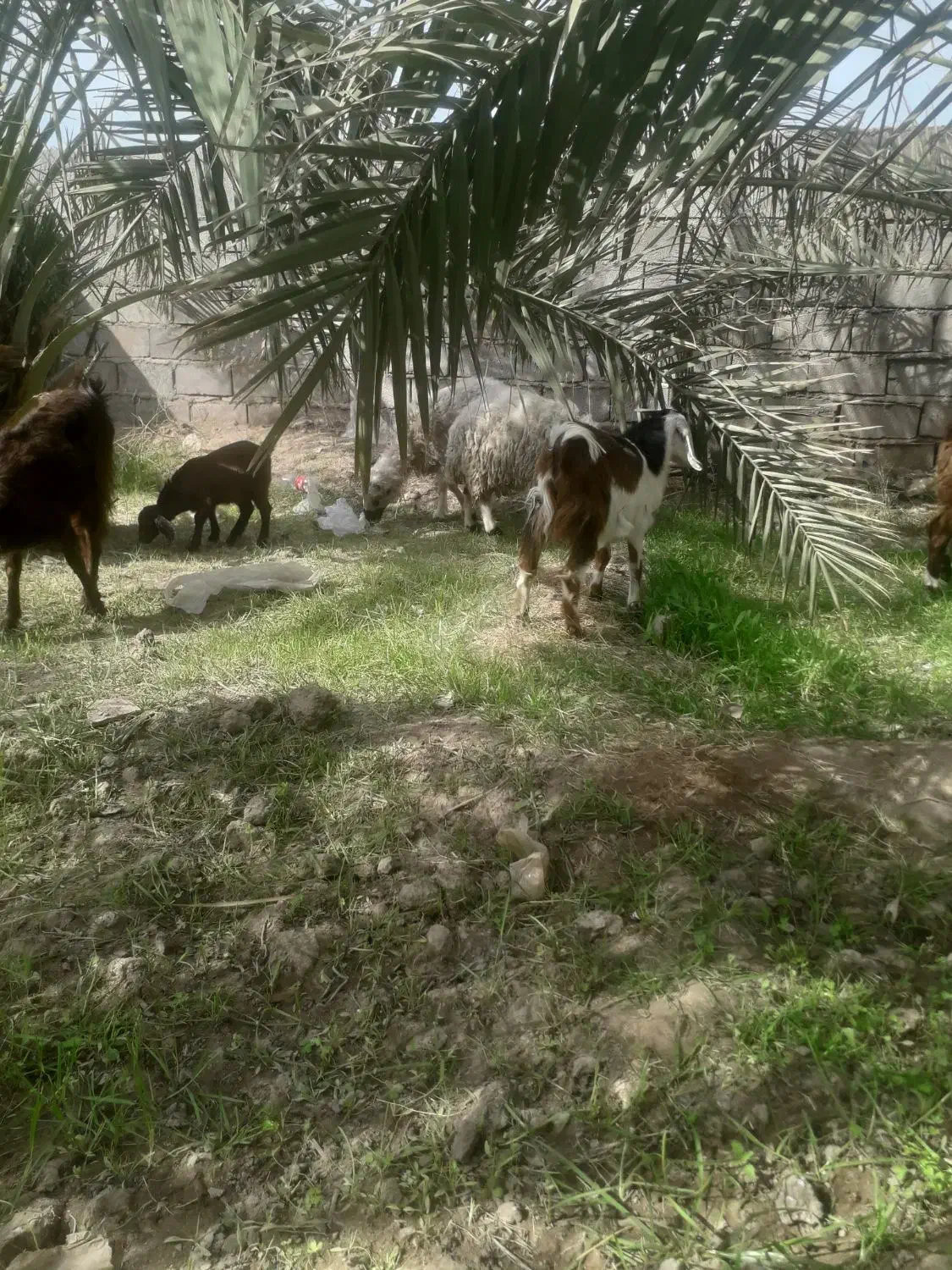 گسفند|حیوانات مزرعه|بم, |دیوار