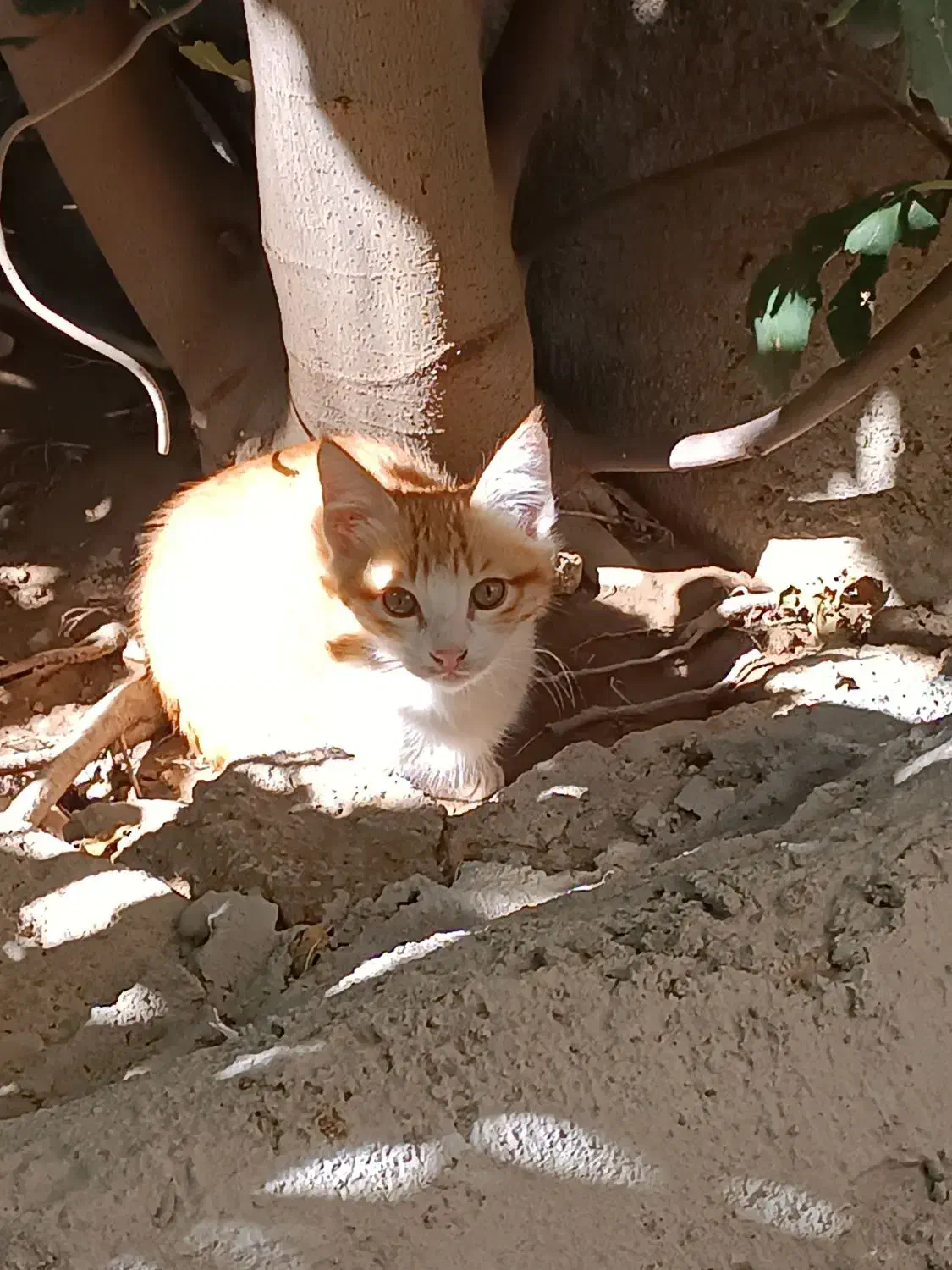 واگذاری گربه خانگی|گربه|مراغه, |دیوار