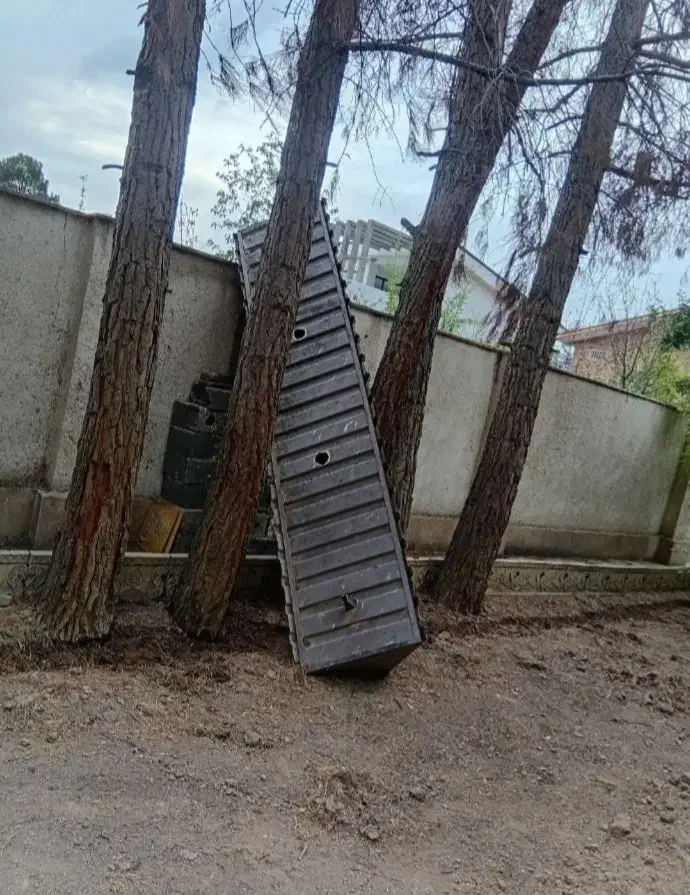 خرید و قطع  درخت و چوب مرکبات و صنوبر و باغی|خدمات باغبانی و درختکاری|نوشهر, |دیوار