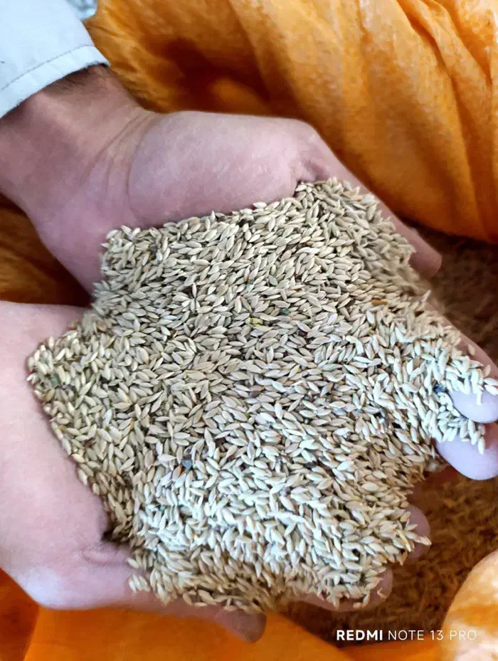 فروش تخم کتان(بلبل دنی)|عمدهفروشی|بناب, |دیوار