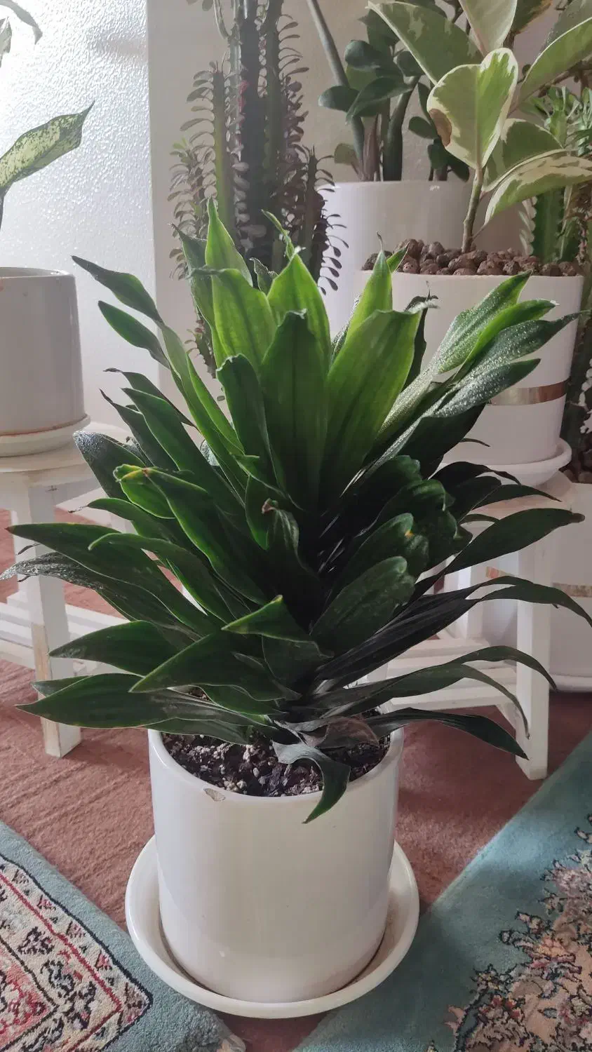 گلهای زیبا برای روز مادر که ماندنی باشه|گل و گیاه طبیعی|شاهینشهر, فدک|دیوار