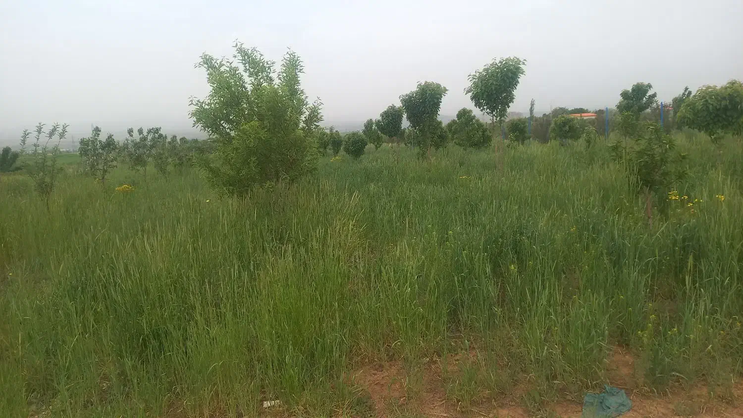 باغ هزار متری معاوضه با خودرو|فروش زمین و ملک کلنگی|زنجان, |دیوار