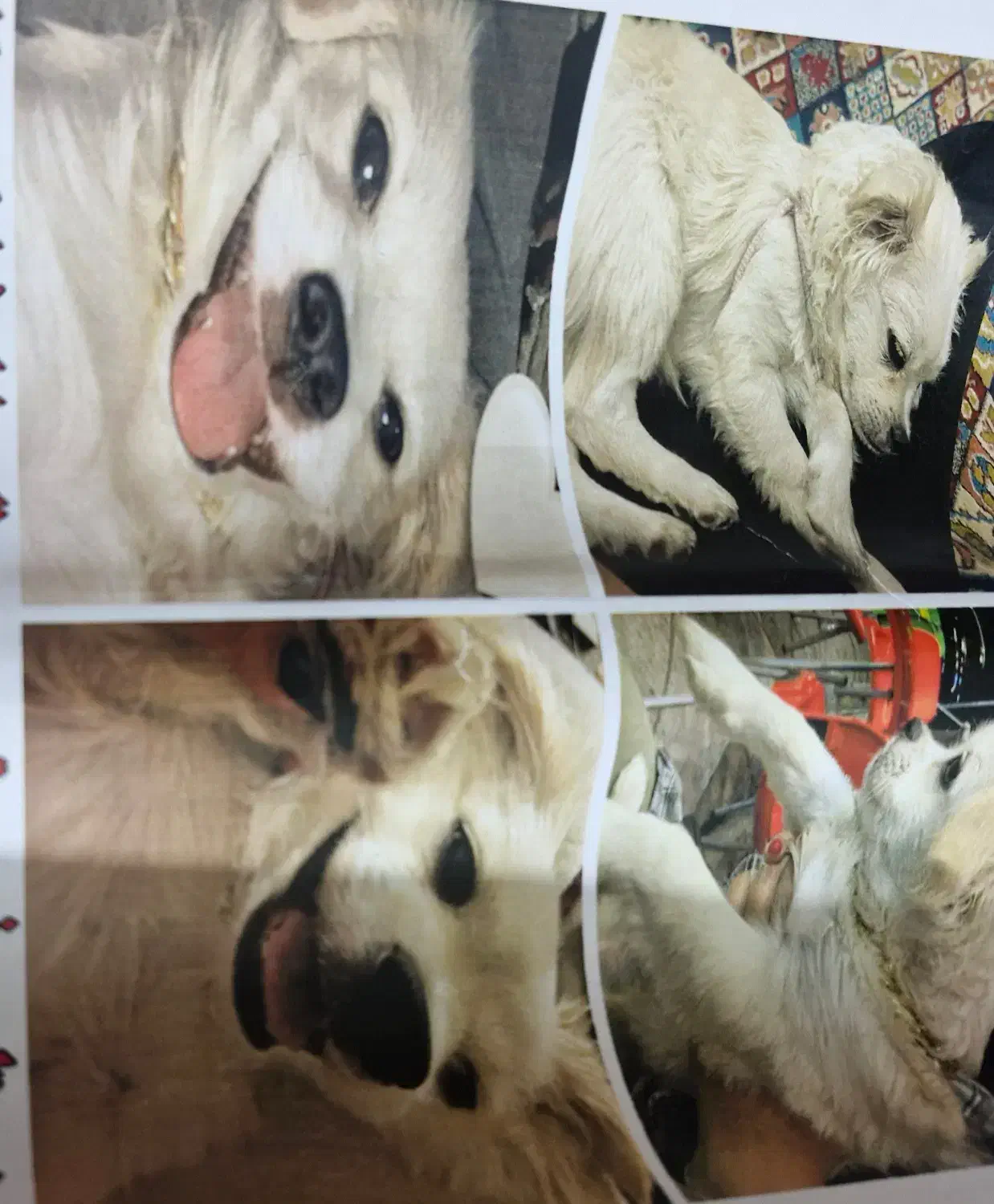 سگ اشپیتس|حیوانات|تهران, نازی‌آباد|دیوار