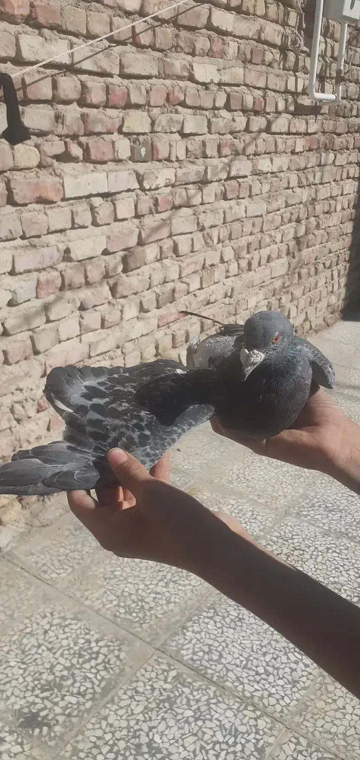 کفتر مگس|پرنده|خاش, |دیوار