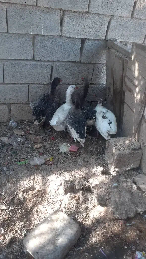 ۵ عدد غاز سر حال وسالم به فروش میرسد|حیوانات مزرعه|چمران, |دیوار