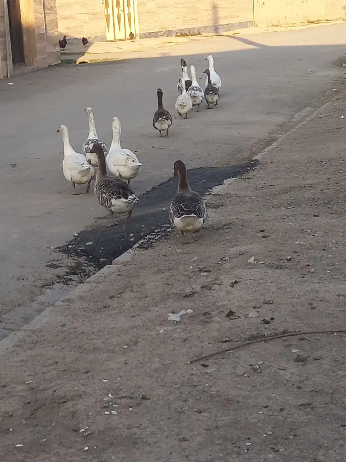 غاز طبیعی|حیوانات مزرعه|اردبیل, |دیوار