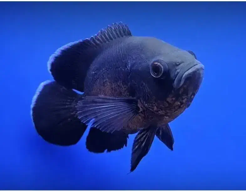 واگذاری ماهی آکواریوم . رایگان|ماهی|خرمآباد, |دیوار