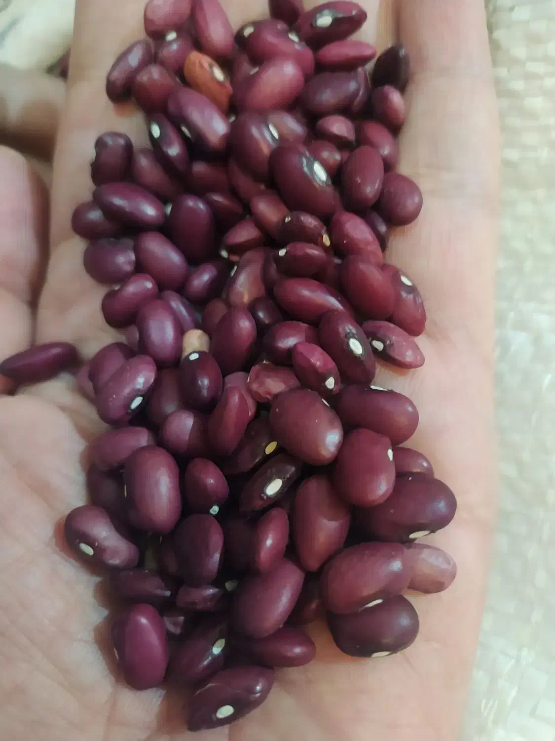 فروش لوبیا قرمز|عمدهفروشی|بروجن, |دیوار