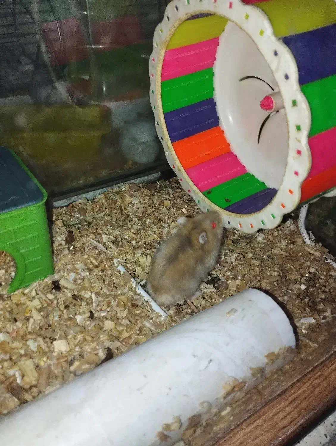 همین های زیبا و آرام .دستی|موش و خرگوش|تهران, والفجر (افسریه)|دیوار