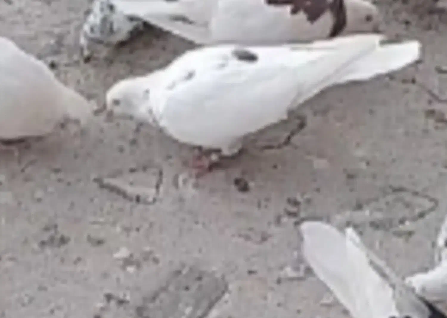 کبوتر های رفتنی آذرشهر|پرنده|آذرشهر, |دیوار